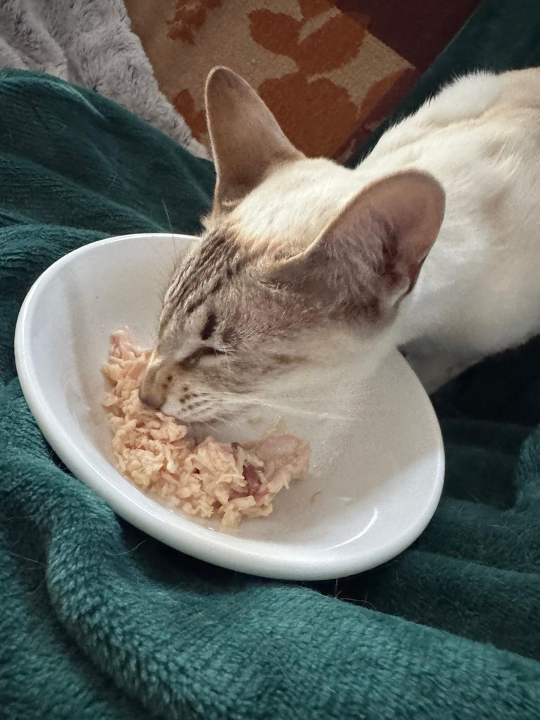 From fussy to thriving – how high-protein cat food brought balance to Pickle & Farrah’s diets